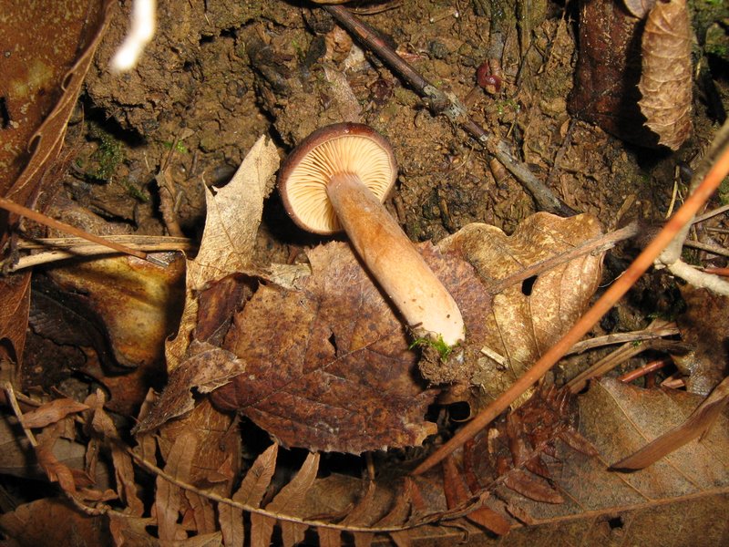 Funghi dalla Castellina